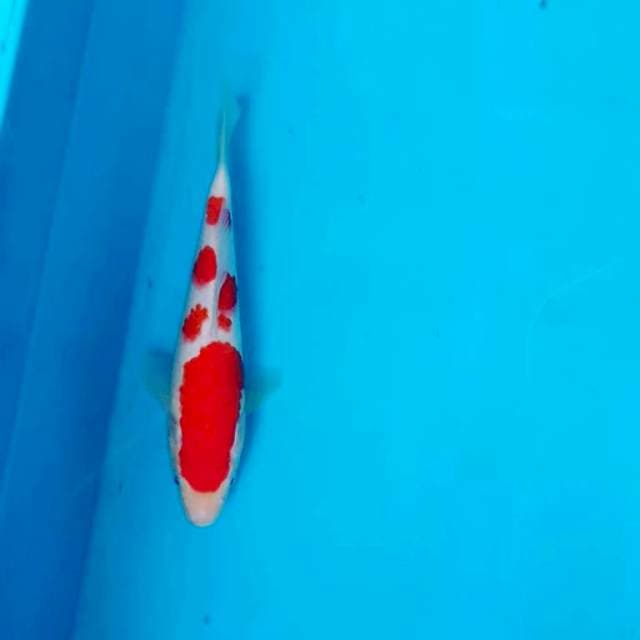 ori layak d pelihara
