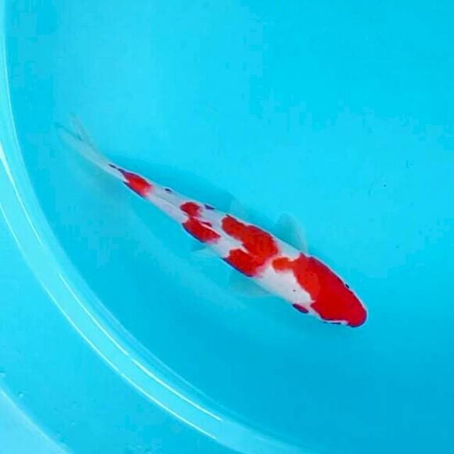 25cm. Kohaku