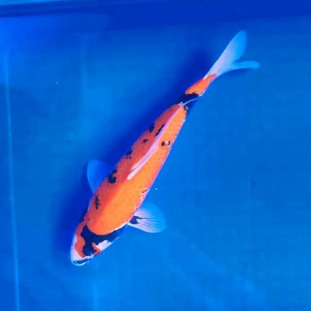 32cm. Showa