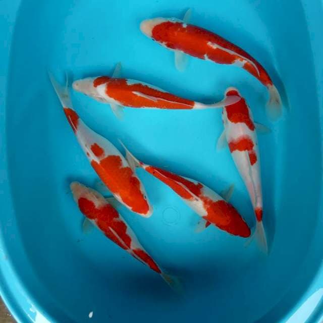 Kohaku 25 cm