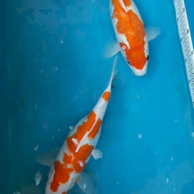 2ekor kohaku mix