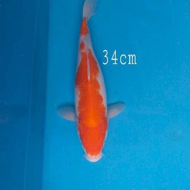 Kohaku 34cm