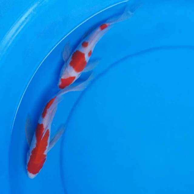 Mix kohaku kumpat jos