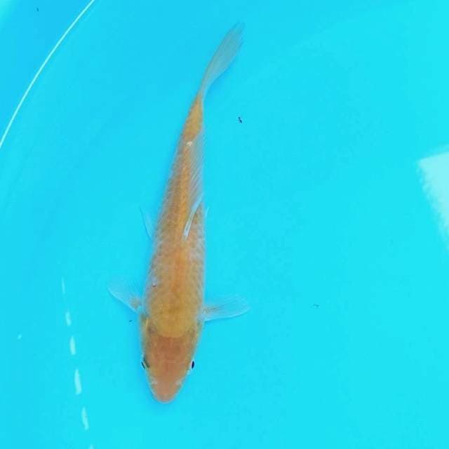 Karashi mata merah 23cm
