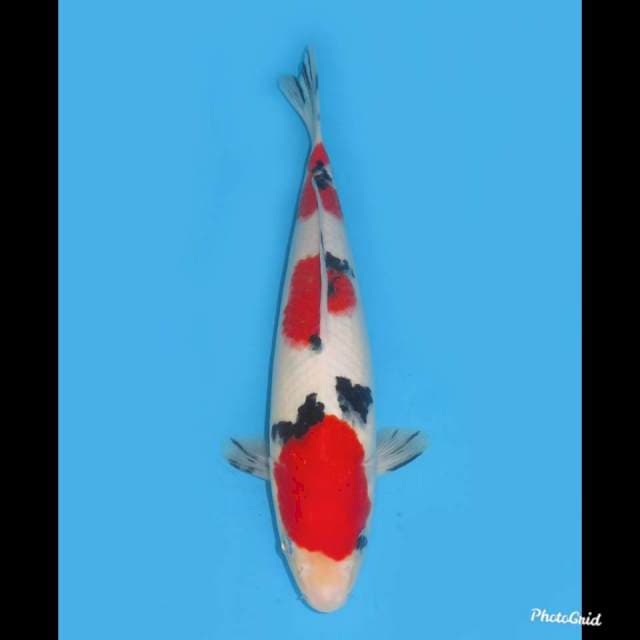 Super Red , 32cm 