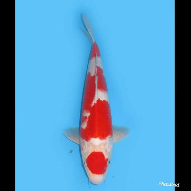 Red Maruten Original , 35cm
