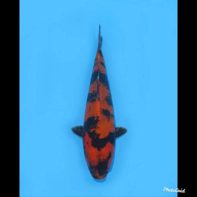 SQ Tosai , 23cm