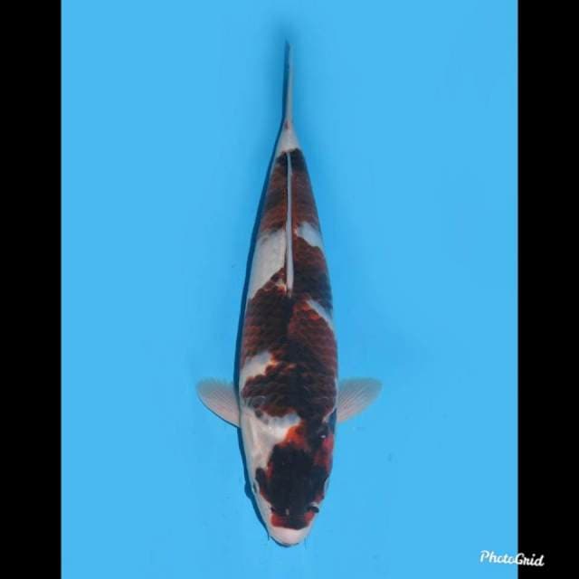Tosai Good Body , 34cm 