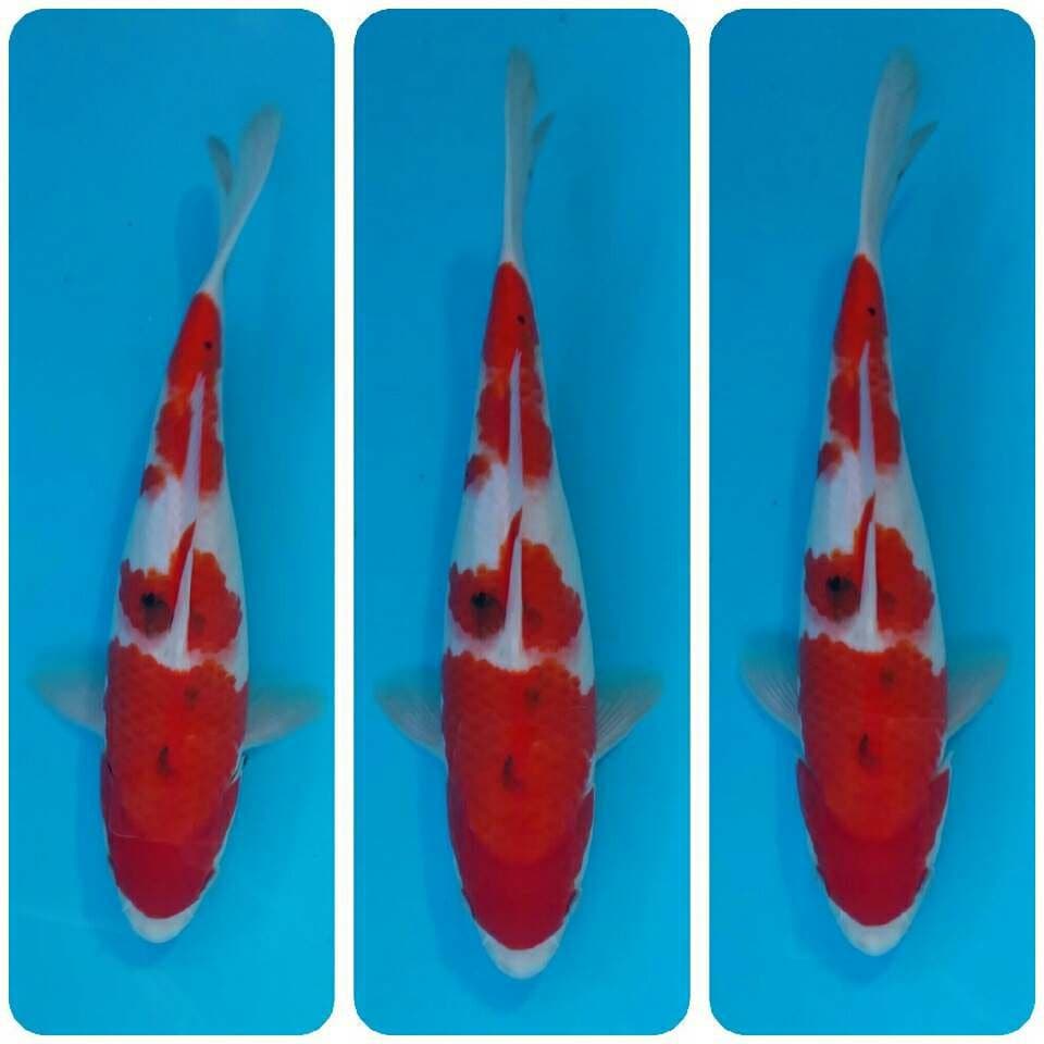 Sanke tategoi F1