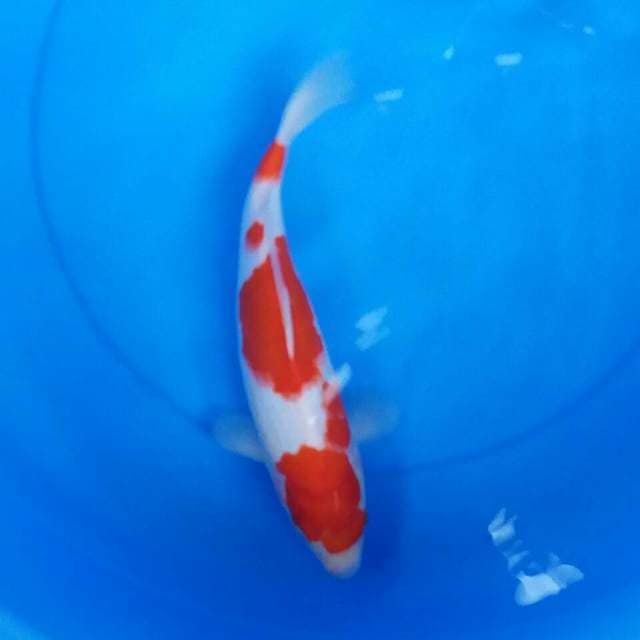 Kohaku