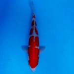 Kohaku "Original Pattern"
