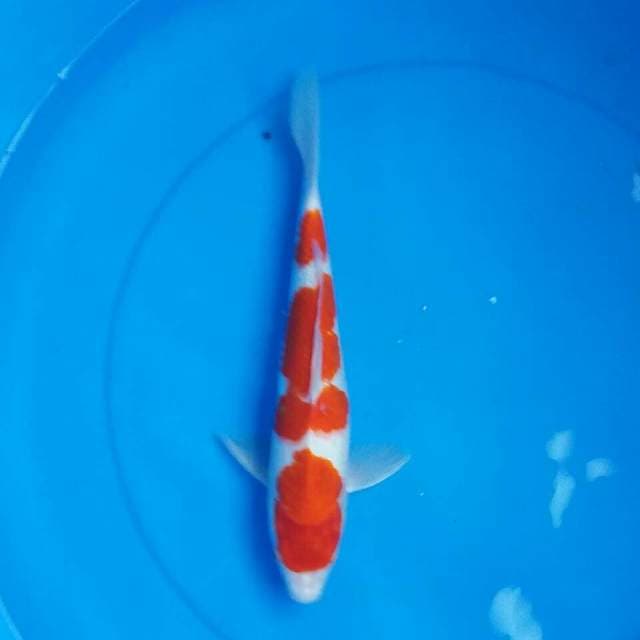 Kohaku
