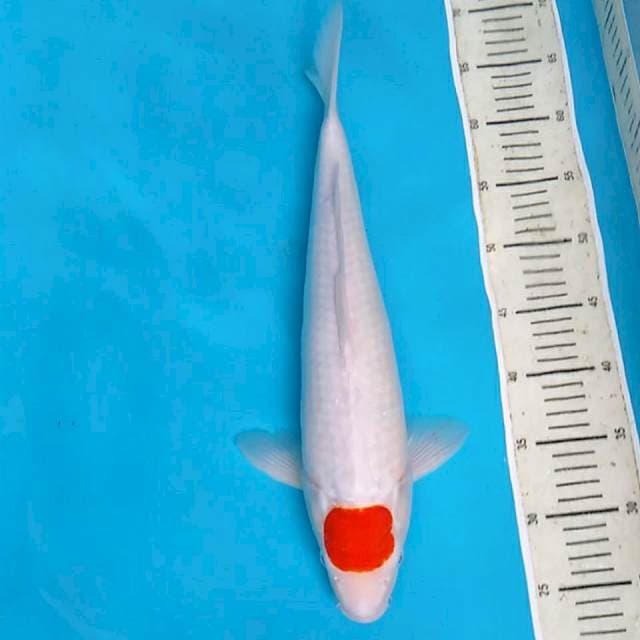 Tancho Kohaku