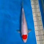 Tancho Kohaku 