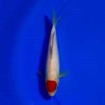 Tancho Kohaku "red strong"