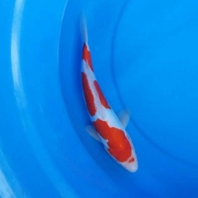 Kohaku doits