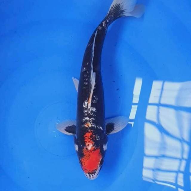 Kumonryu #32cm male