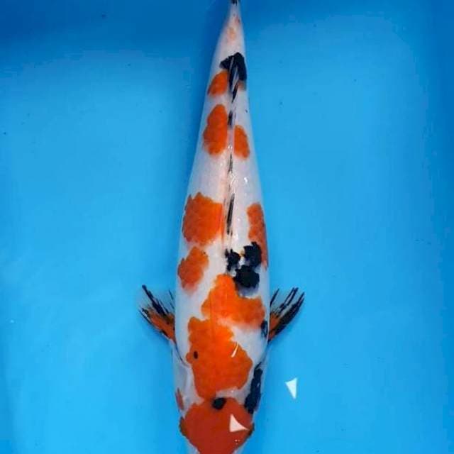 Sanke maruten #34cm 