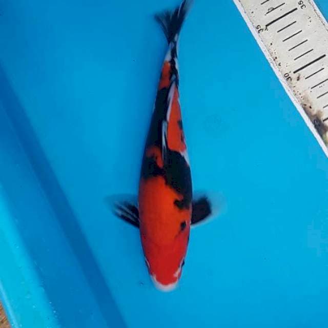 Hishowa pekat male