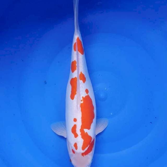 Kohaku 37cm