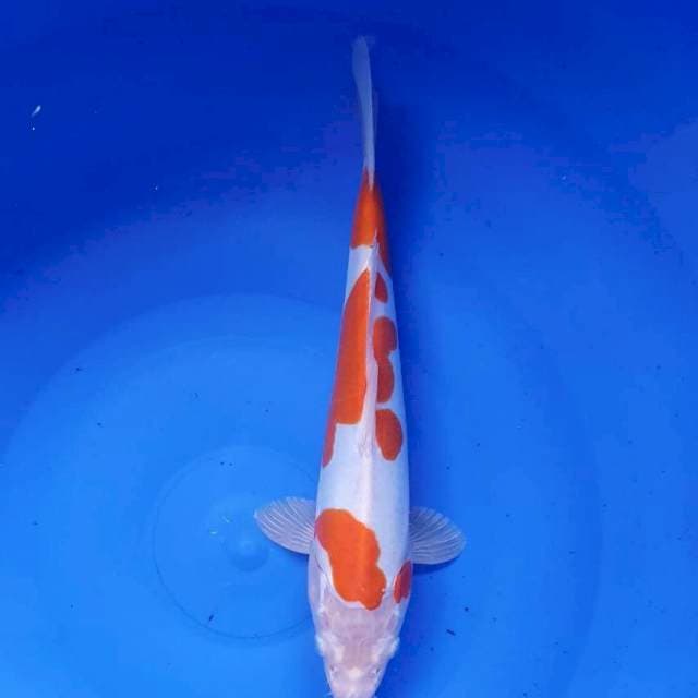 Kohaku doit31cm male