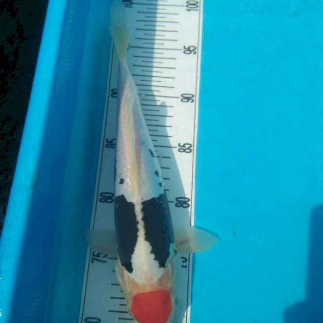 Tanco beni kumonriyu 28 cm