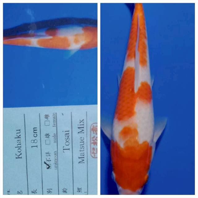 Kohaku jumbo tosai matsue farm