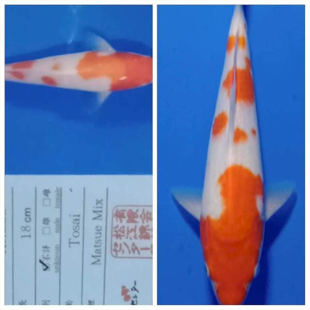 Kohaku import matsue farm