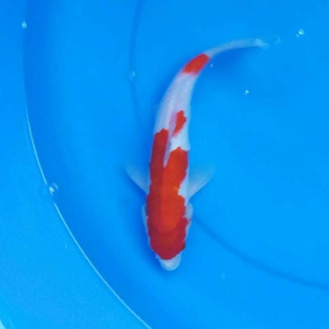 Kohaku