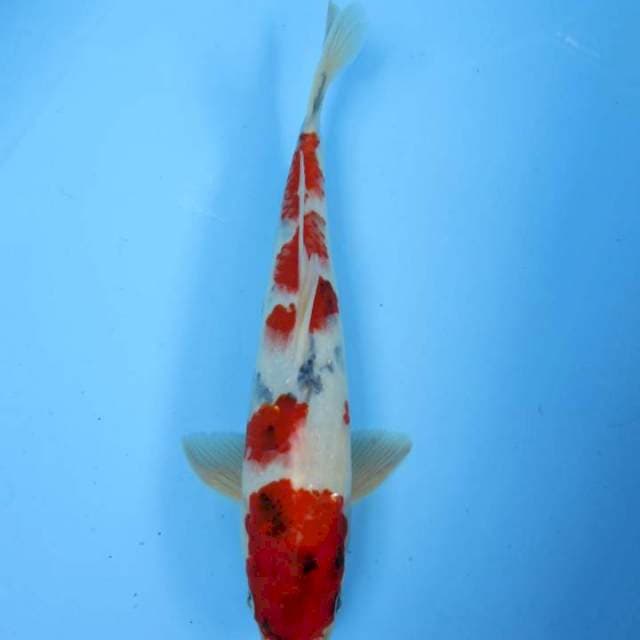 Showa sansoku30cm