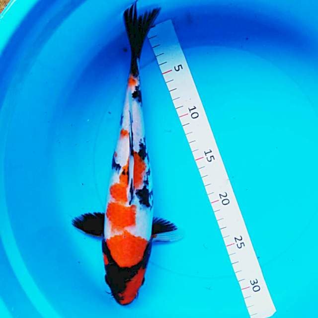 Showa josss 32cm