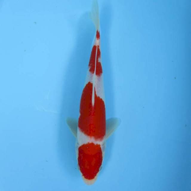 Kohaku20cm