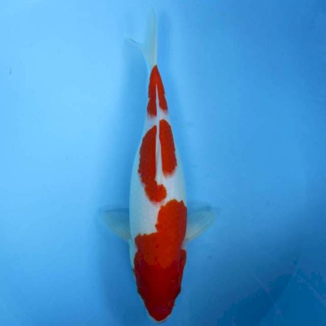 Nindan30cm