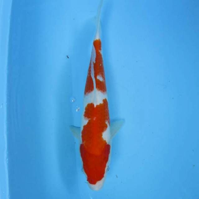 Nindan25cm