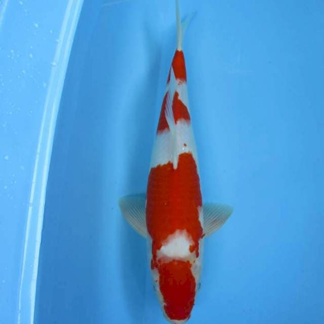 Nindan35bu