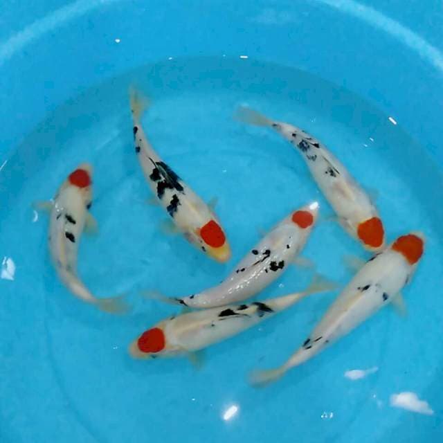 Tancho tancho