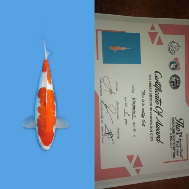 KINGINRIN A KOHAKU + SERTI JUARA 3