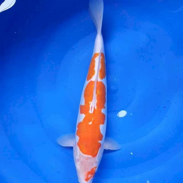 Kohaku doit40cm