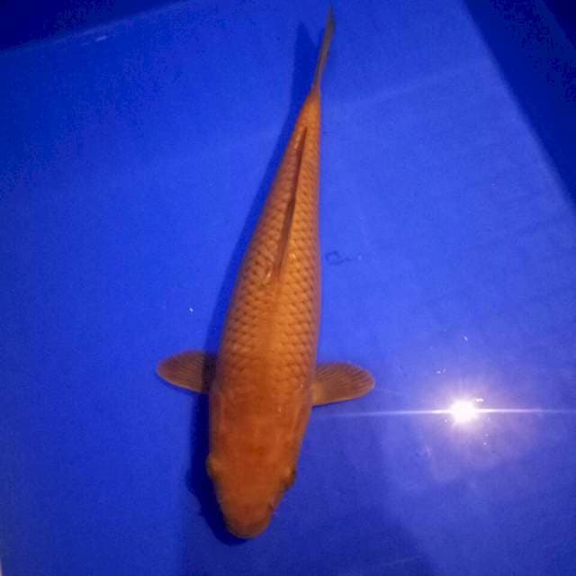Chagoi 26 cm sex famele