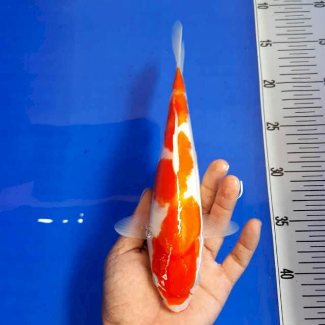 Kohaku ori size 27 cm