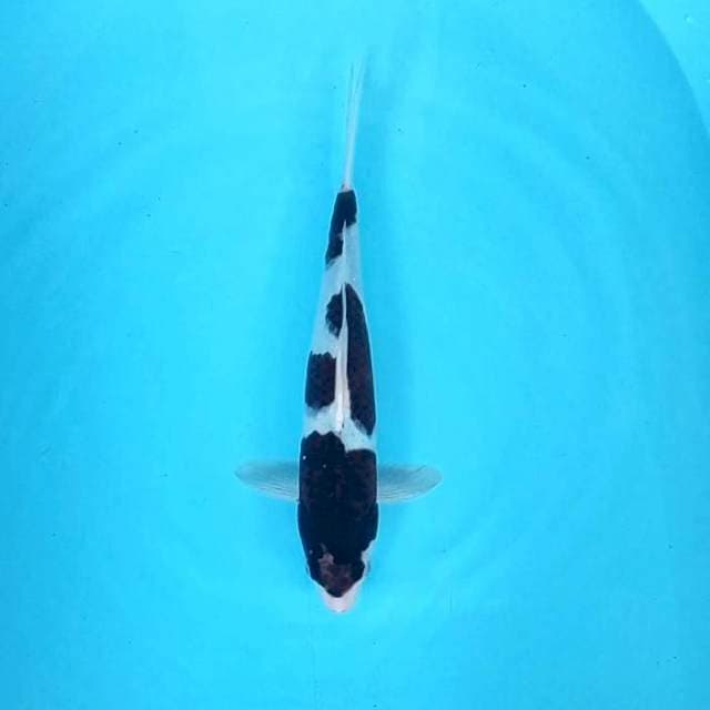 Budo Goromo # 32cm