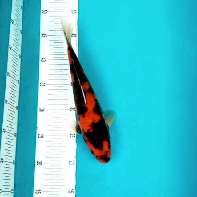 Hi Showa # 28cm