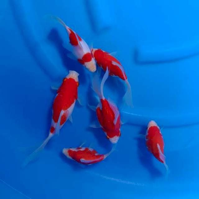Tamasaba Marushin