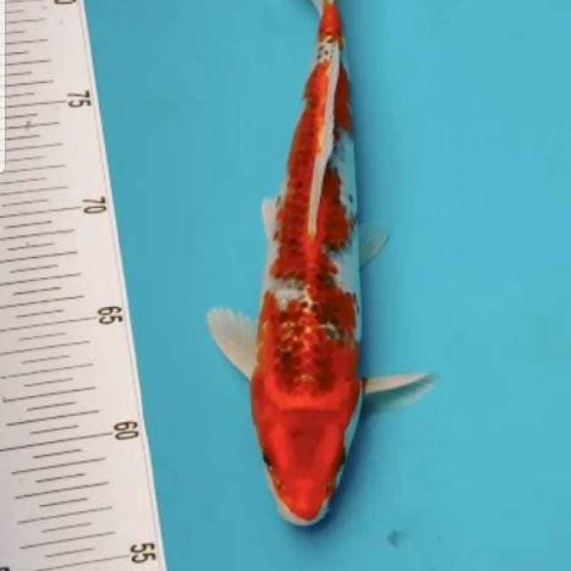Goshiki 28 cm