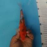 Showa tategoi calon apik