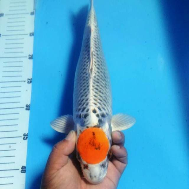 Tancho Kujaku Dewi Sesanti