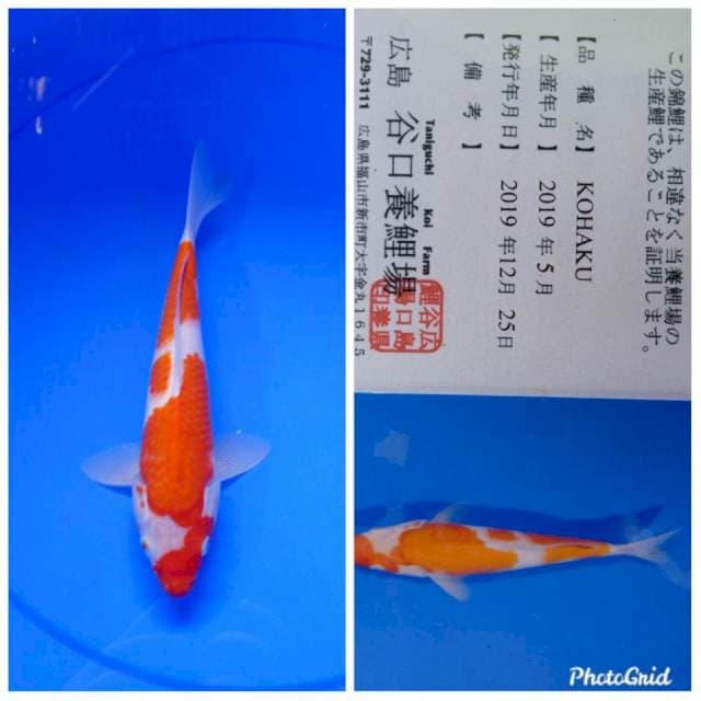 Kohaku import taniguchi farm
