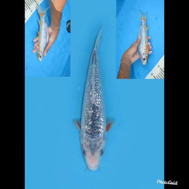 Super Ginrin , 24cm