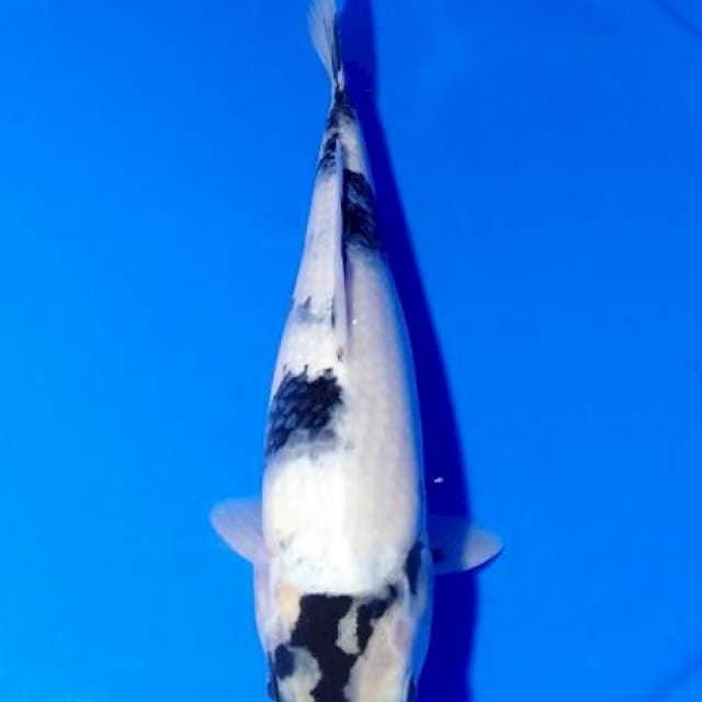 Shiro 32 cm