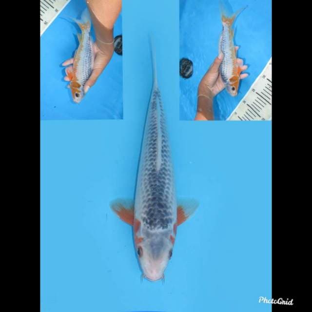 Tategoi Prospek , 27cm 